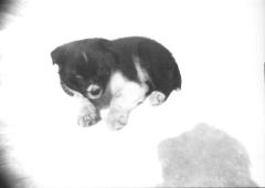 1 sled dog pup on snow