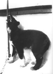 1 sled dog pup, 1930s