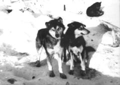 3 dogs in northern settlement