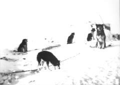 5 sled dogs on snow