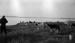 Dog teams at Coppermine
