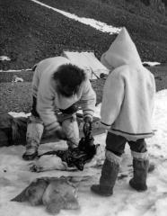 Kyak butchering - being watched by young [Inuit] - spring floe edge, Craig Harbour